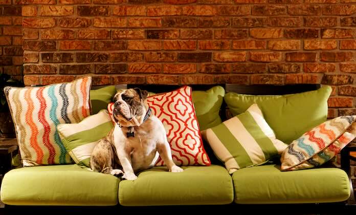 Green sofa with dog